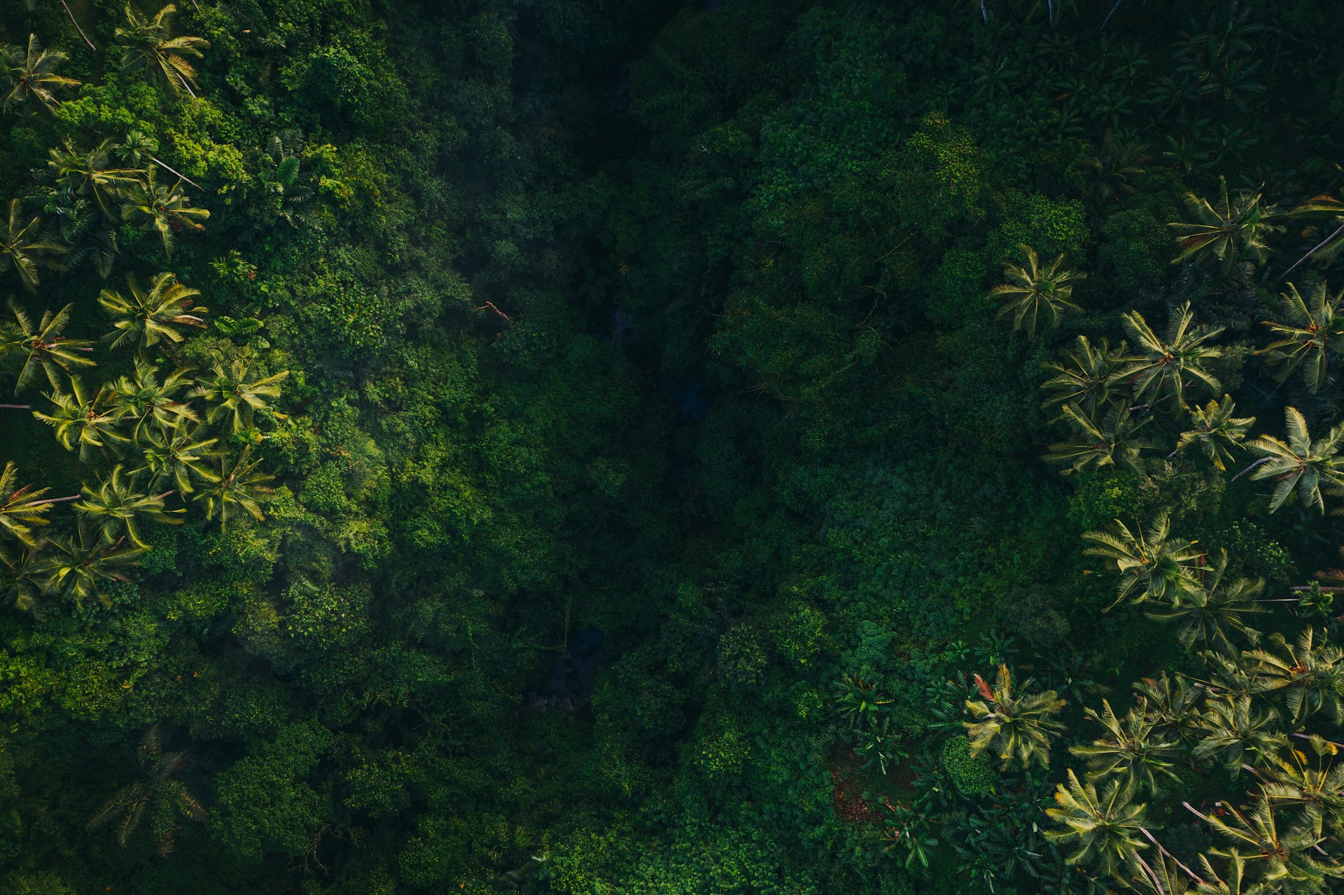 Jungle